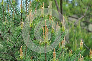 Buds on a young pine branch