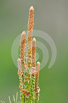 Buds on a young pine branch