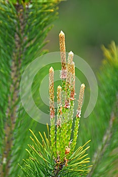 Buds on a young pine branch