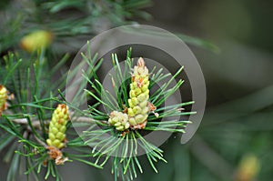 Buds on a young pine branch
