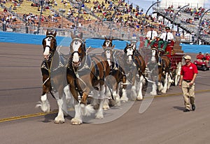 Budweiser Clydesdale Horses Team