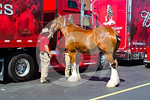 Budweiser Clydesdale Preparing for Hitching