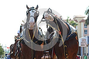 Budweiser clydesdales