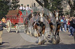 Budweiser Clydesdales