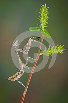 Budwing mantis