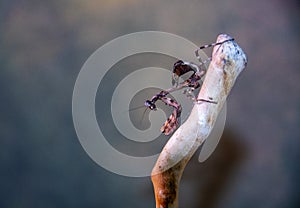 Budwing mantis on branch of a tree on a blue background