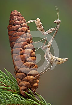 Budwing mantis on pine cone