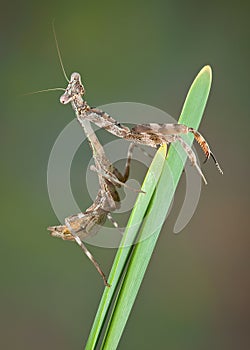 Budwing mantis on plant