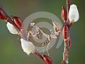 Budwing mantis on willow