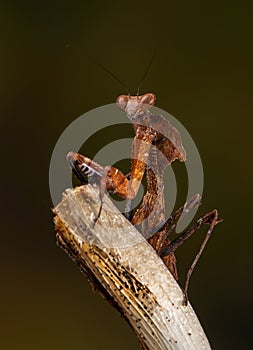 Budwinged Mantis