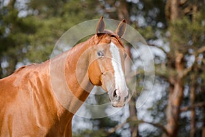 Budyonny chestnut dressage gelding horse with white line posing in paddock in spring daytime