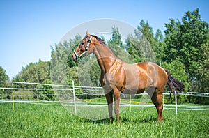 Budyonny mare in halter in green meadow