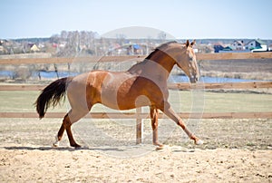 Budyonny mare horse galloping