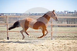 Budyonny mare horse galloping in paddock
