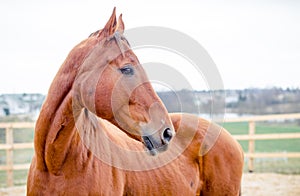 Budyonny mare horse in paddock