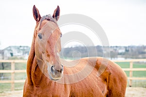 Budyonny red mare horse in paddock in spring