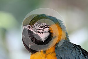 Bue & Gold Macaw, Exotic, Bird, Amazon Parrot, Species