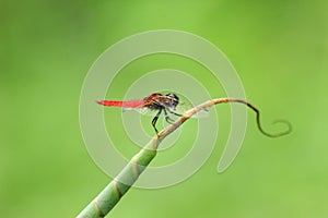 A bueatiful dragonfly standing on a leaf