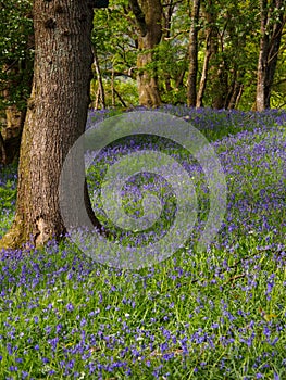 Buebell Wood, Wales