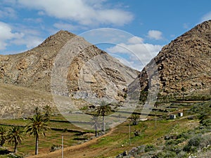 Buen Paso with palm trees on Fuerteventura photo