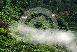 Foggy landscape in Buenavista, Quindio photo