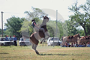 BUENOS AIRES, ARGENTINA A Gaucho riding an untamed horse in Gaucho National Day Festival. DEC 4, 2011 in Buenos Aires,
