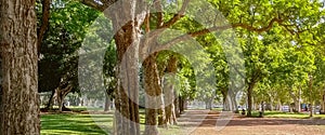 Buenos Aires, Argentina. January 31 2019. Trees in a summer day near the United States Embassy in Buenos Aires City. Wide angle