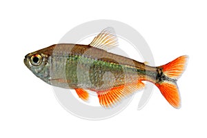 Buenos Aires tetra (Hyphessobrycon anisitsi)