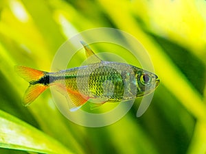 Buenos Aires tetra Hyphessobrycon anisitsi isolated in a fish tank with blurred background