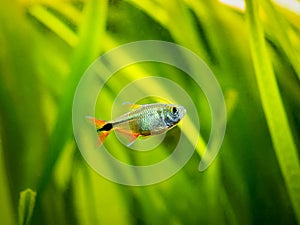 Buenos Aires tetra Hyphessobrycon anisitsi isolated in a fish tank with blurred background