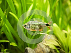 Buenos Aires tetra Hyphessobrycon anisitsi isolated in a fish tank with blurred background