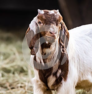 Buer goat on the nature photo