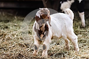 Buer goat on the nature photo