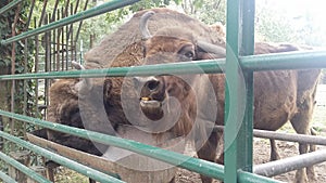 Bufallos behind a green fence photo