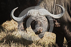 Bufalo close-up in Tanzania photo