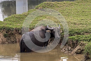 Bufalo de Agua Bubalus bubalis