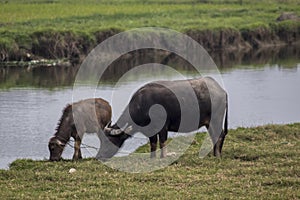 Bufalo de Agua Bubalus bubalis photo