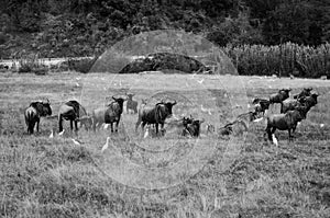 A bufalo family chills in the savana together with a flock of unidentified local white birds.