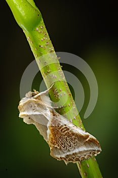 Buff arches photo