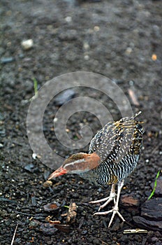 Buff-banded Rail above view