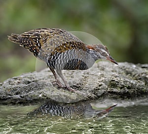 Buff-Banded Rail Bird