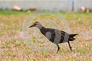 Buff-banded rail bird foraging on grass in Western Australia