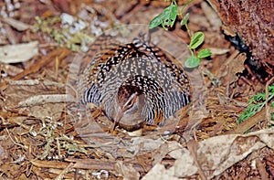 The buff-banded rail Hypotaenidia philippensis