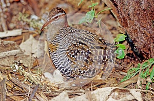 The buff-banded rail Hypotaenidia philippensis