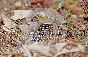 The buff-banded rail Hypotaenidia philippensis