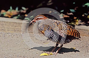 The buff-banded rail Hypotaenidia philippensis