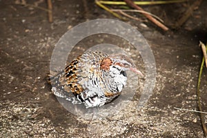 the buff banded rail is resting