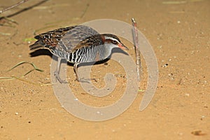 Buff-banded rail