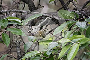 buff-barred warbler or Phylloscopus pulcher, a species of leaf warbler at Khonoma in Nagaland, India