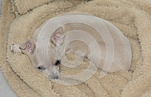 Buff Beige Chihuahua Puppy Lying on a Beige Blanket